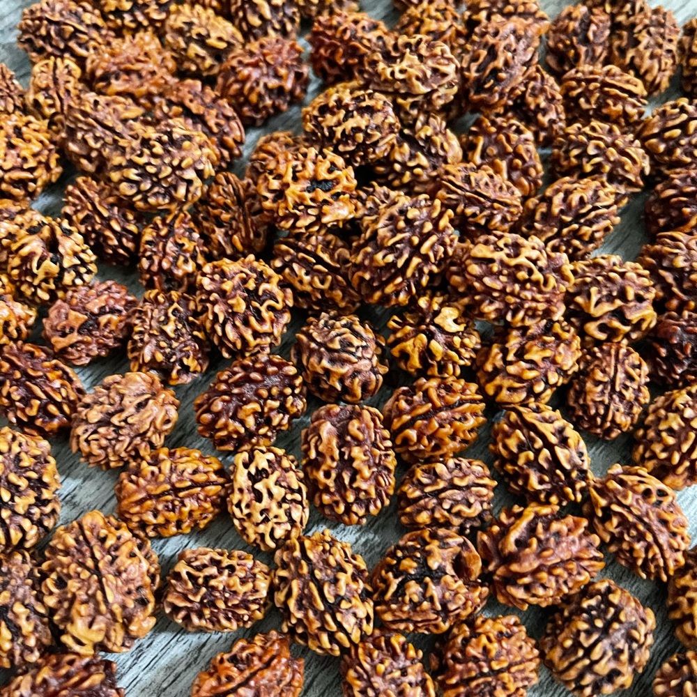 Four Mukhi Rudraksha bead